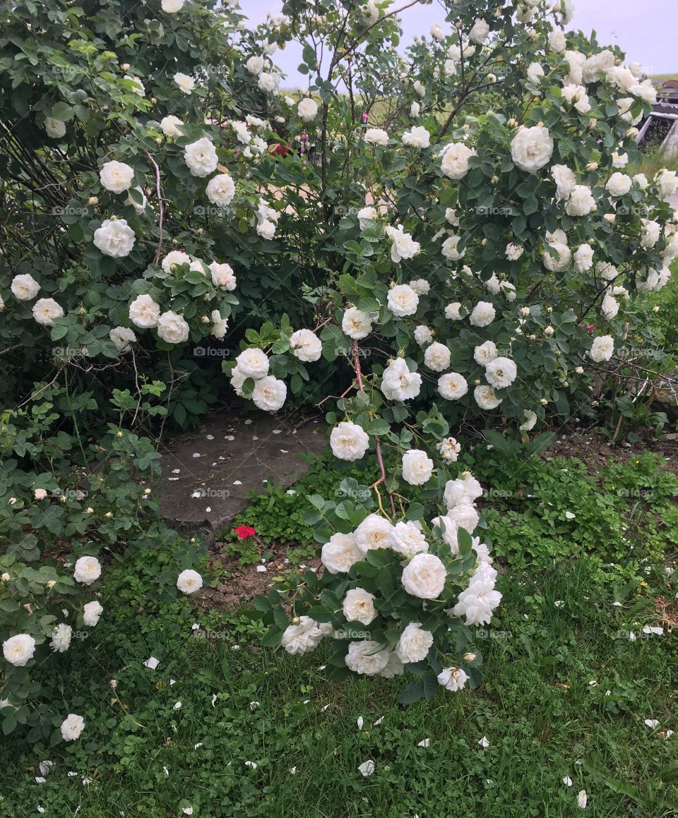 White Rose bush 
