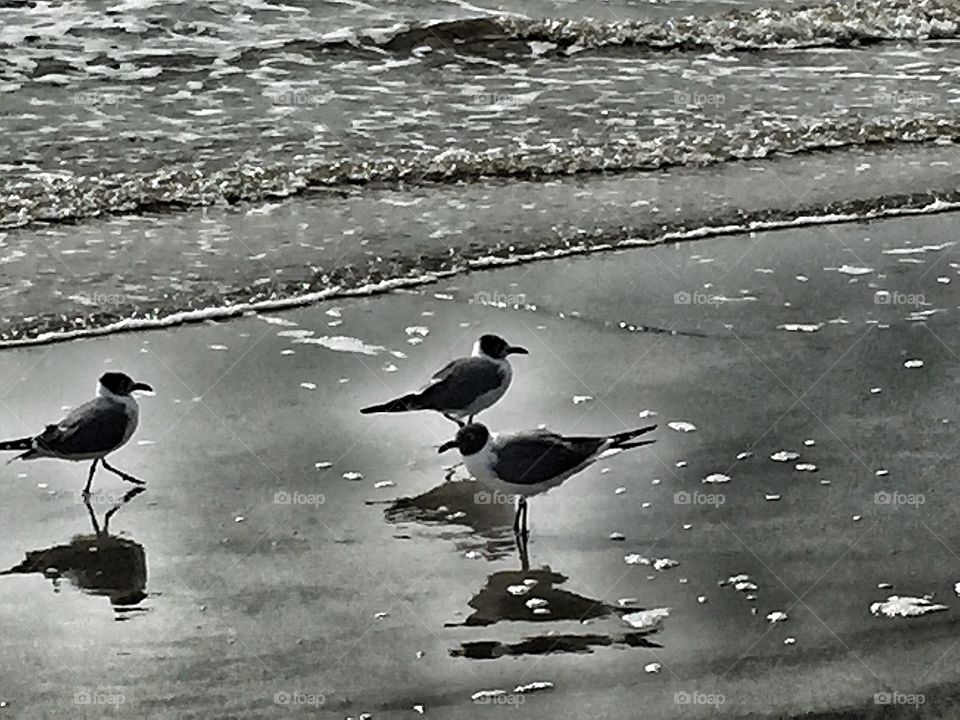 Birds playing on beach