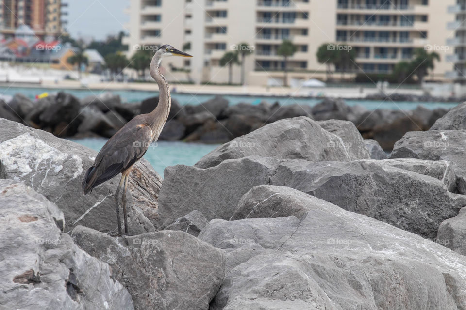 View of Crane on the rocks