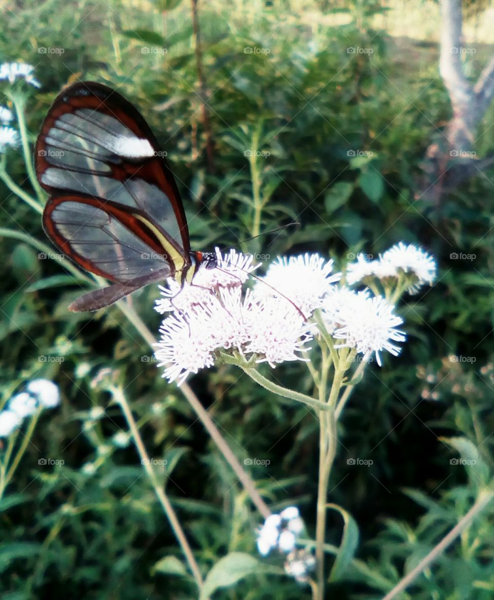 Uma pequena borboleta apreciando mais uma pequena flor silvestre nos campos de Minas Gerais.