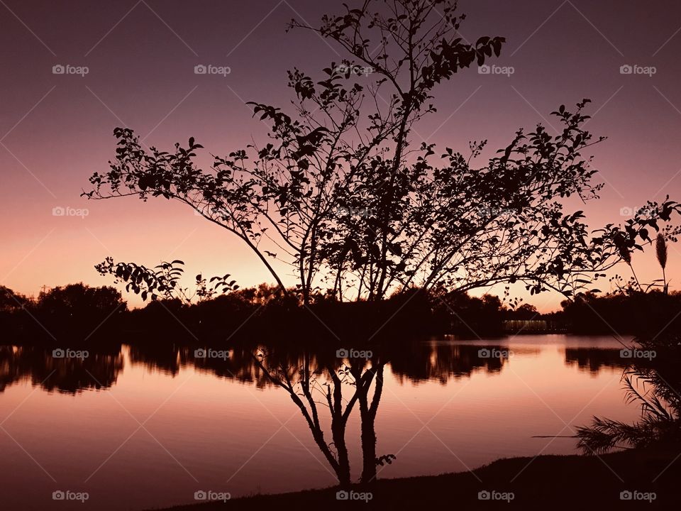 Crepe Myrtle steal the show late into the Twilight Which is casting a gorgeous colour which will stay focused even through Night. Twilight is deepening as the evening continues. 