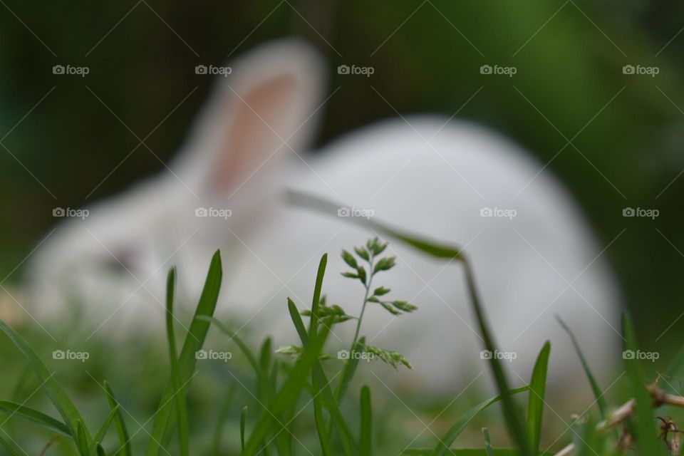 Rabbit