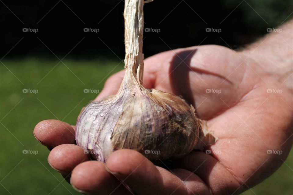 big garlic