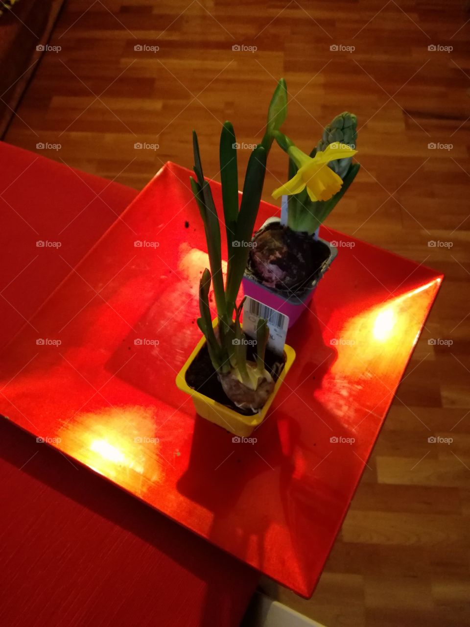 Red and yellow. A narcissus on the table