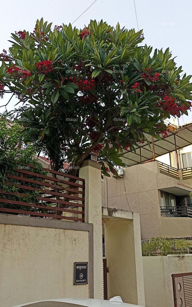 Red frangipani