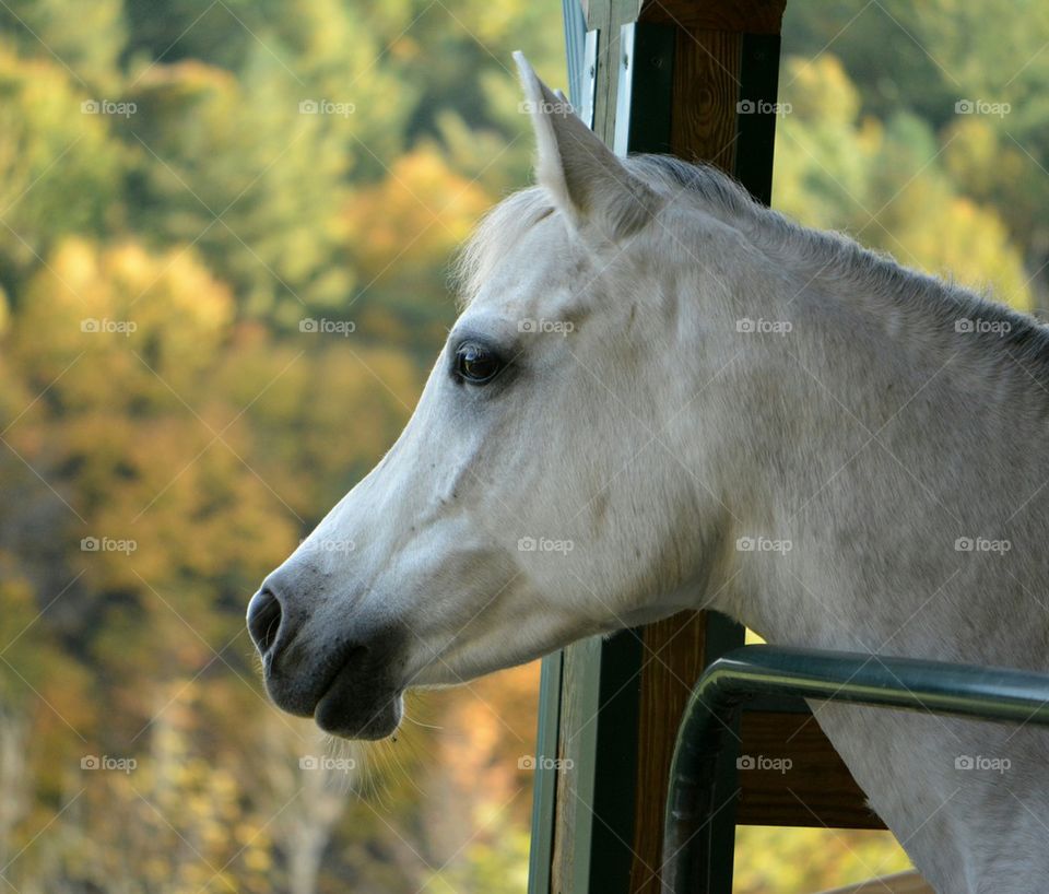 Gray Arabian Horse