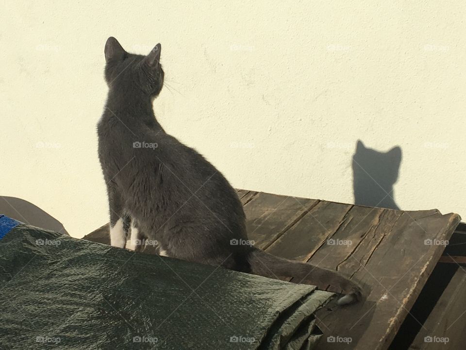 Young cat and his shadow 