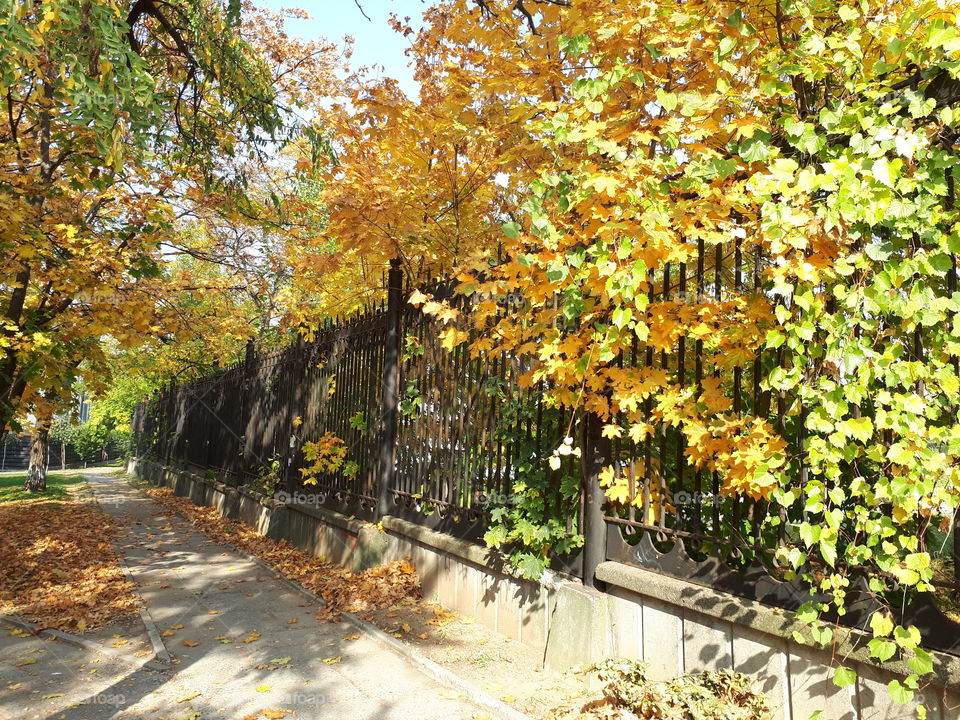 Autumn park walk