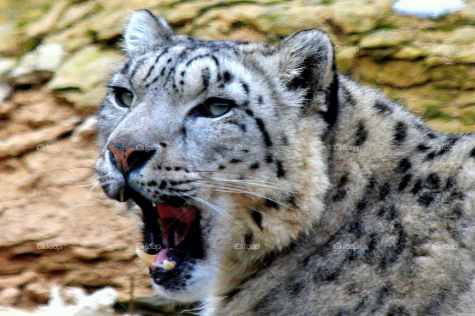 Himalayan Snow Leopard