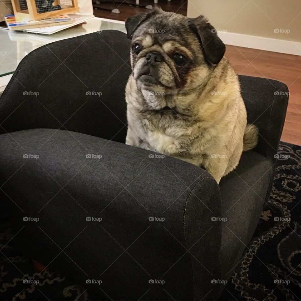 Pug in a chair 