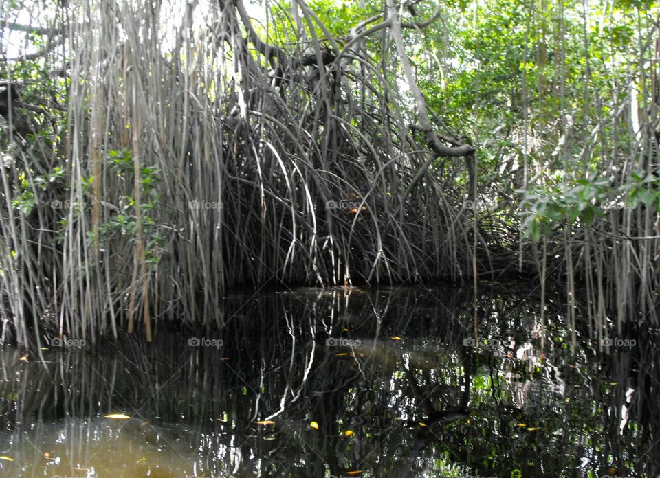 Mangrove on Black River