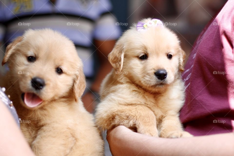 Golden retriever poppy