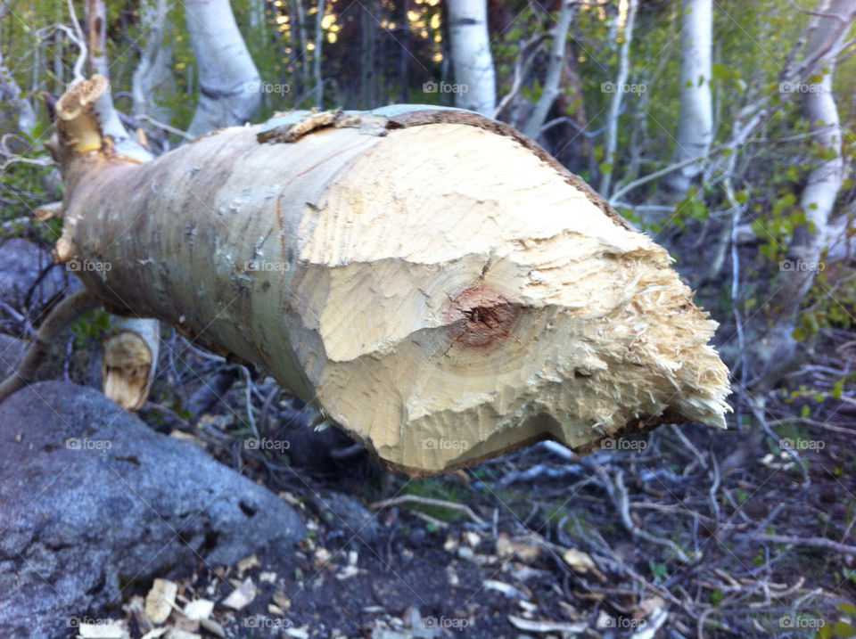 tree forest beaver chips by stephen