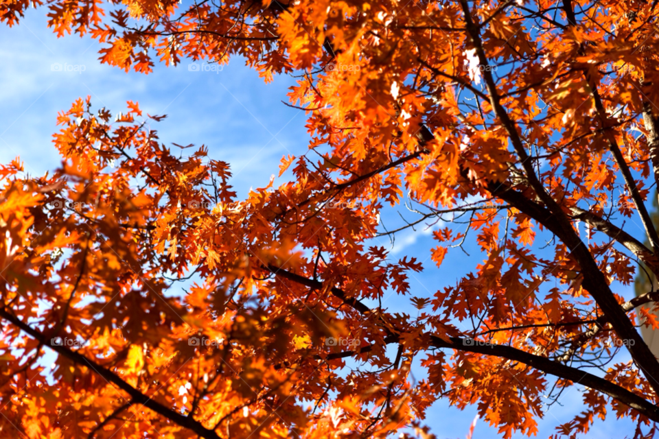 outdoors photography orange leaf by jmsilva59