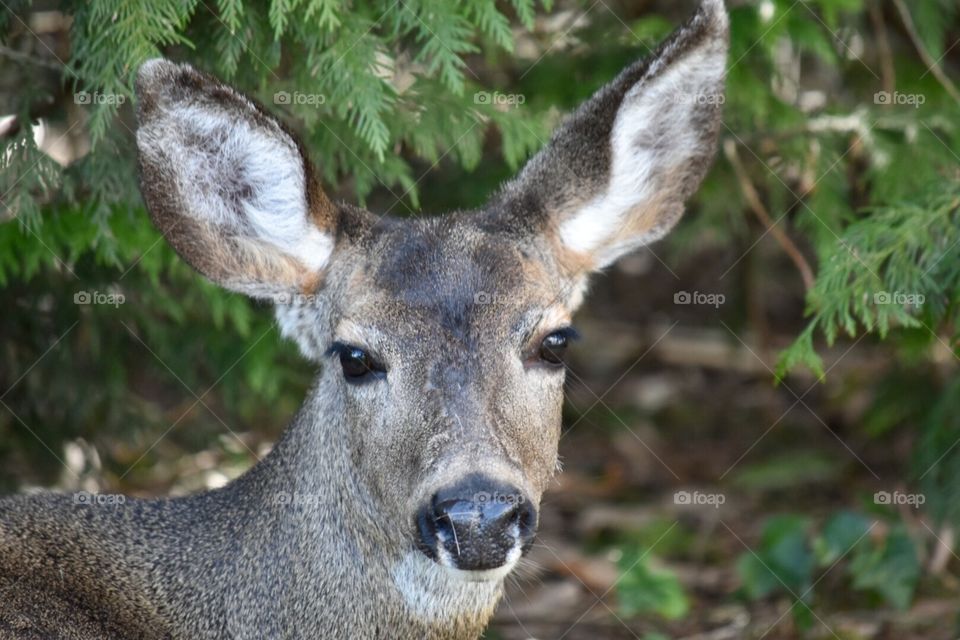 A young deer watching me with interest.