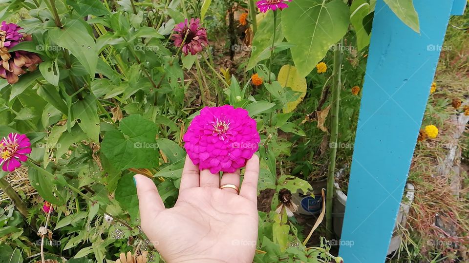 in my friends garden nice flower