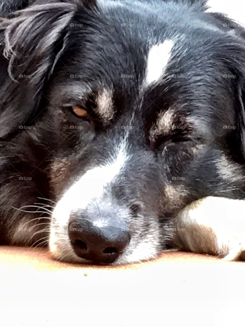 One eye open, keeping an eye on the sheep border collie sheepdog resting 