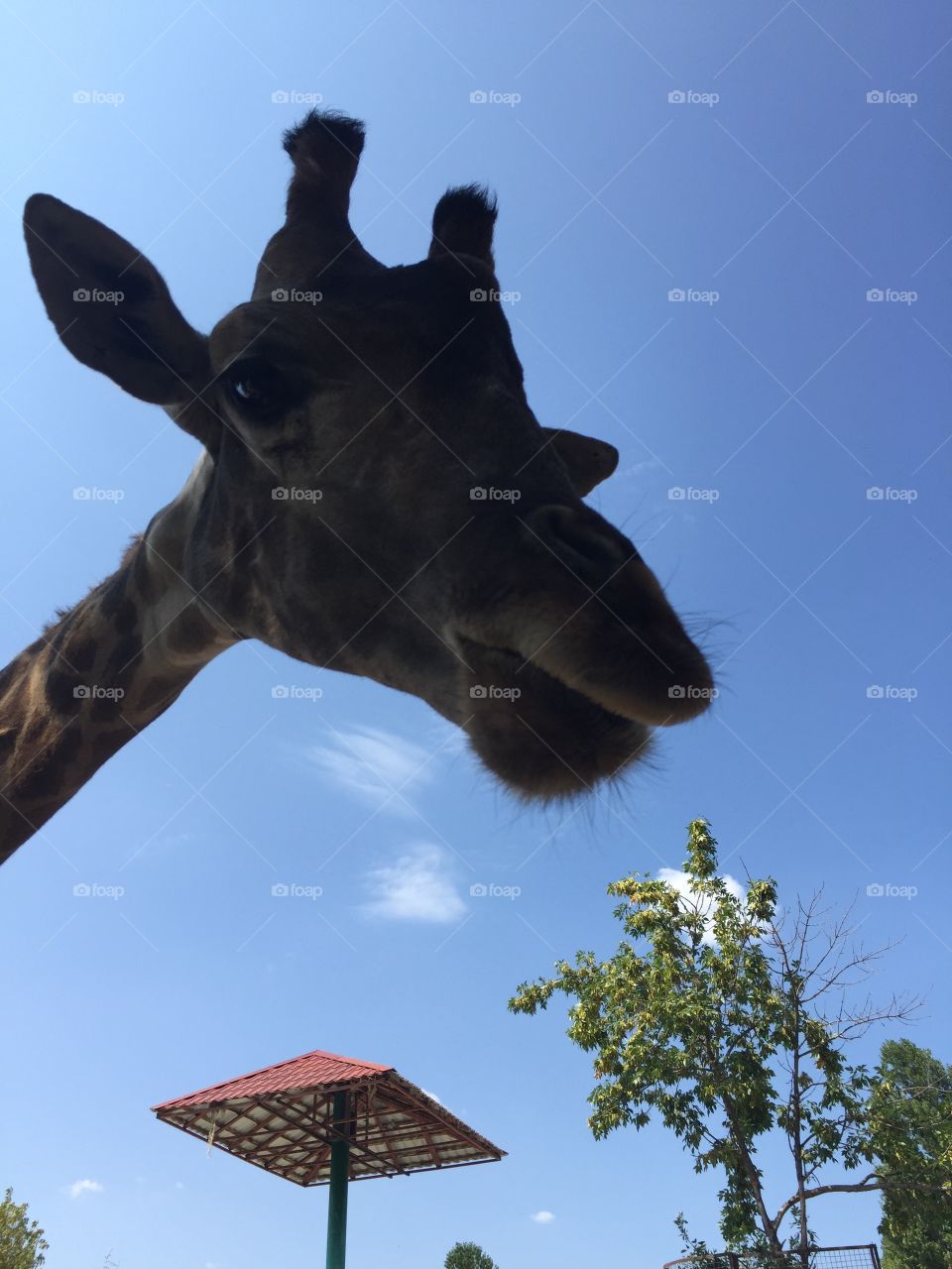 Giraffe 