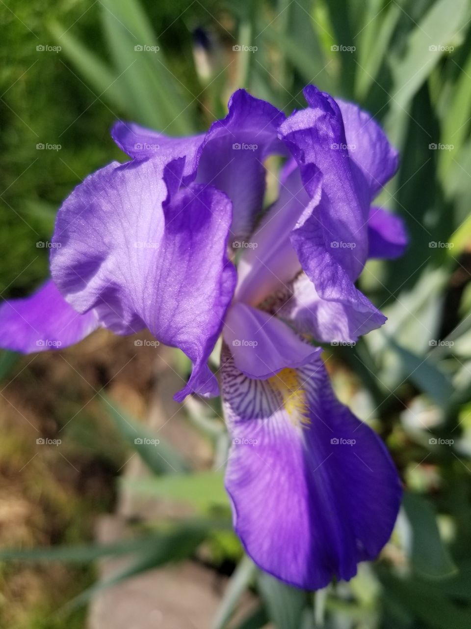Iris Bloom