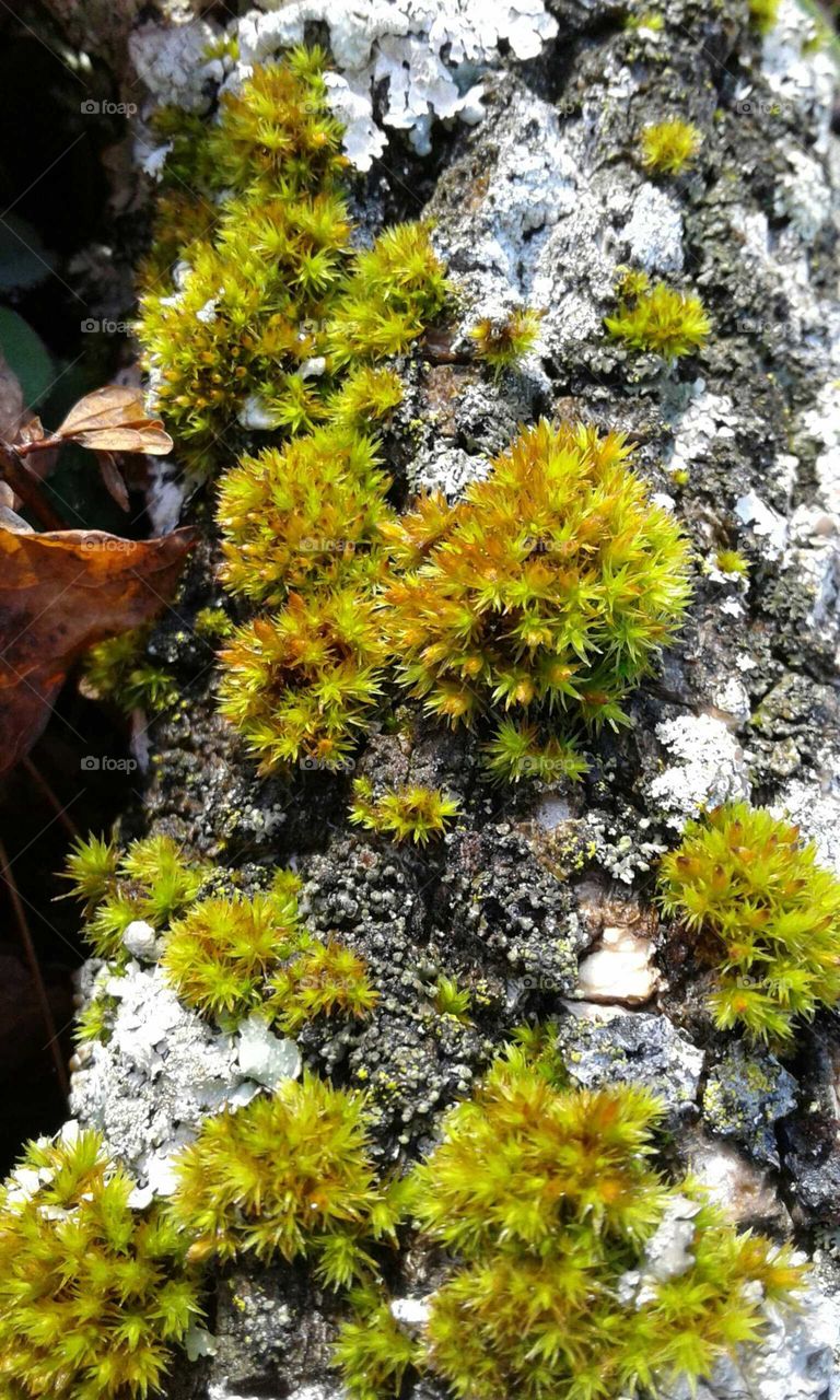 Moss & Lichen