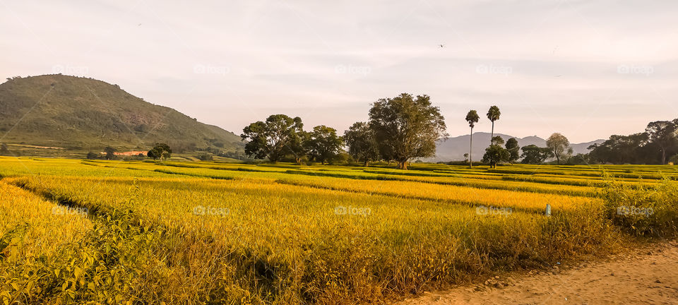 Fantastic view of Paddy fields just before  Sunset