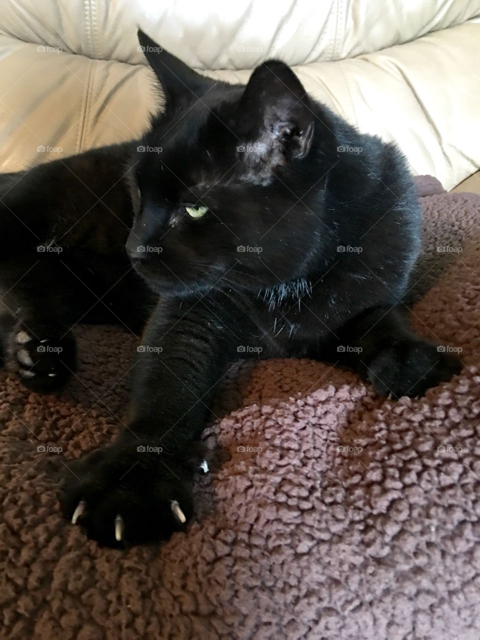 Black cat😻with claws out, gentle loving pet