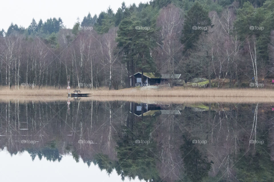 Forest reflections in the ice - by the lake 