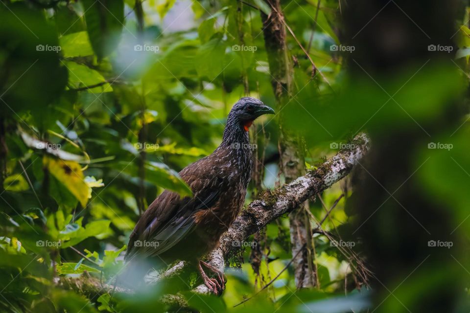 Pava andina (Andean Turkey) in Peru