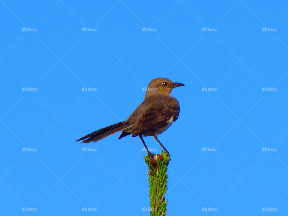 Close-up of a bird