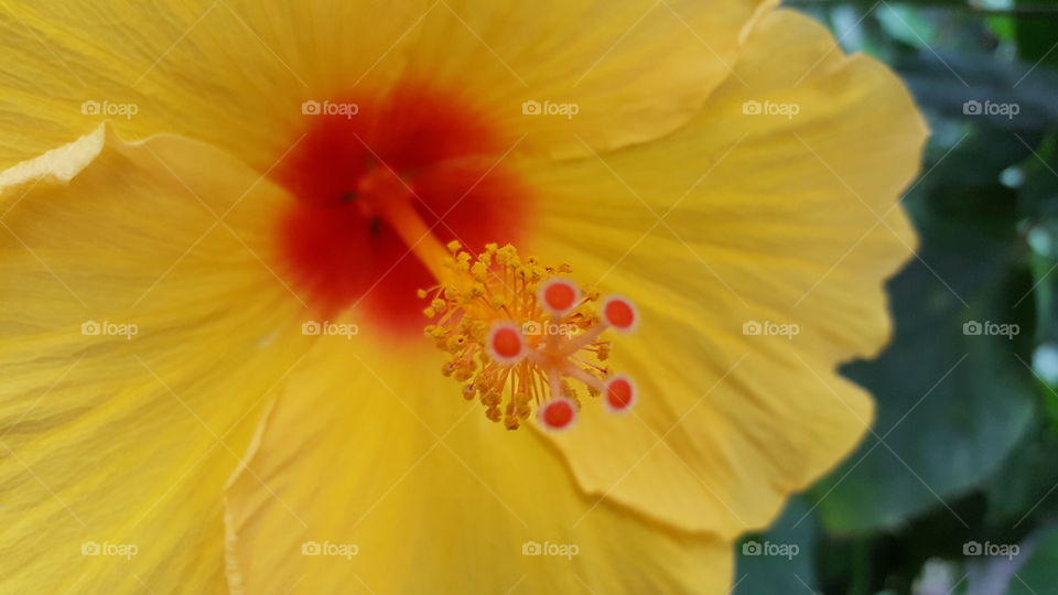 Yellow mellow flower
