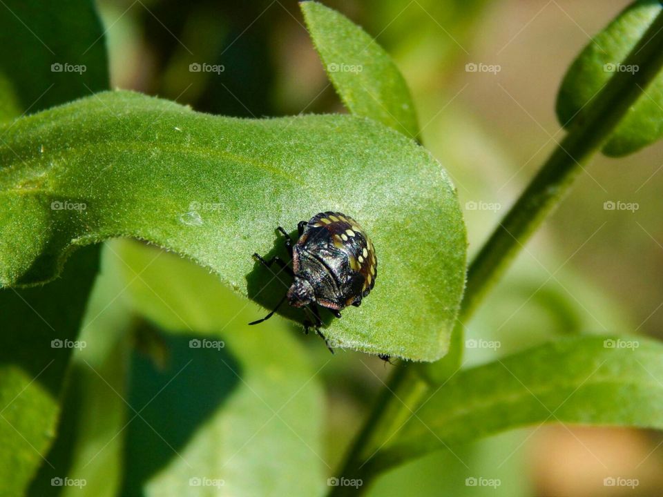 Insect, No Person, Nature, Leaf, Beetle