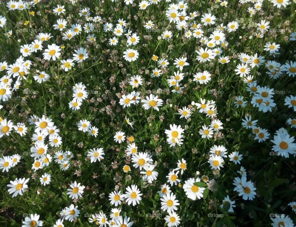 Цветы солнца