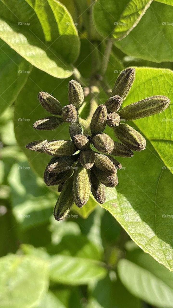 Flower buds