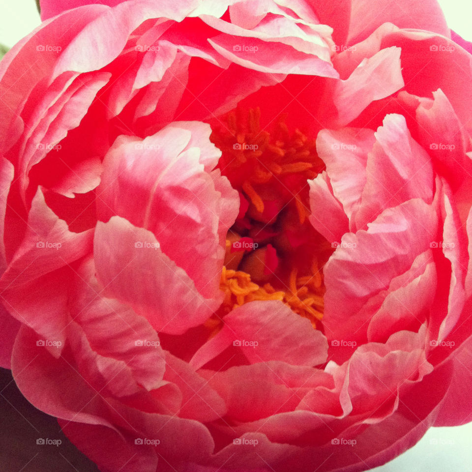 pink flower beautiful peony by miasthoughts
