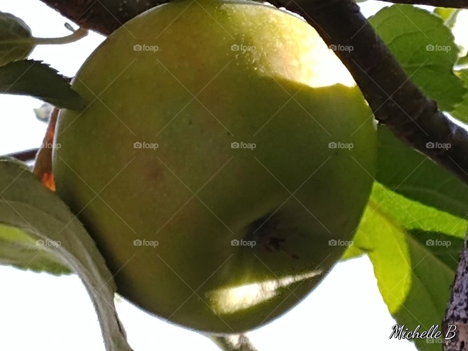 Organic apple