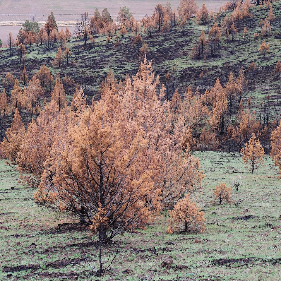 The aftermath of a fire a year ago leaves a forest of juniper trees blackened and contrasting with fresh green spring grass on a hill overlooking Central Oregon farmland. 