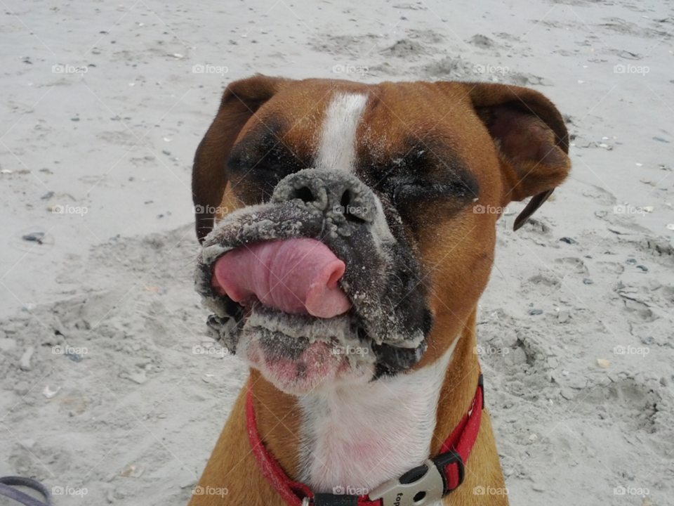 beach topsail face dog by jills_faith