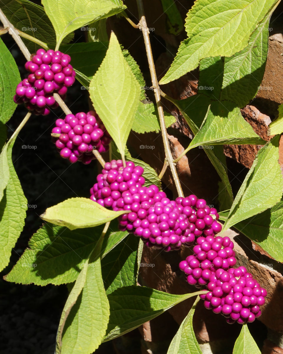 American Beautyberry producing its vibrant fall berries