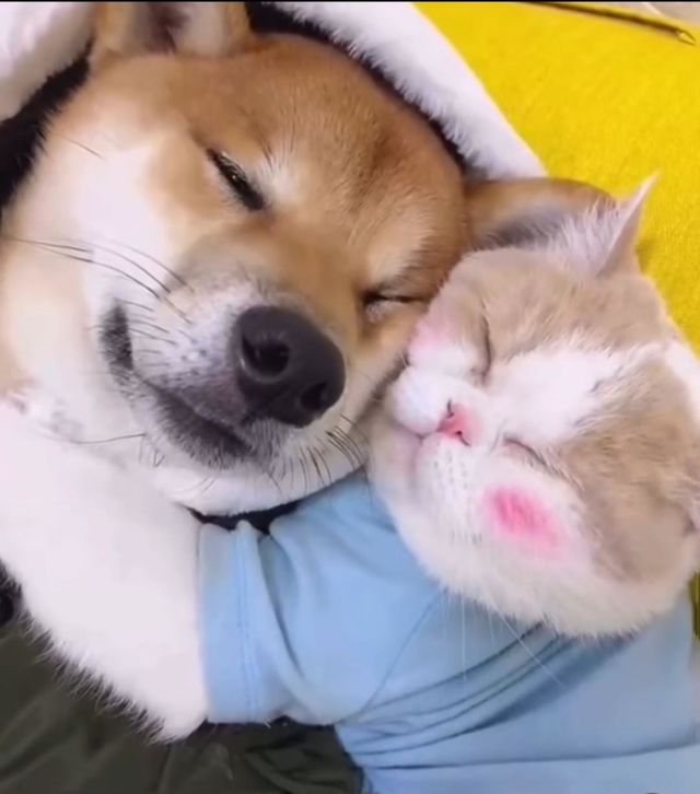 Cat and Dog