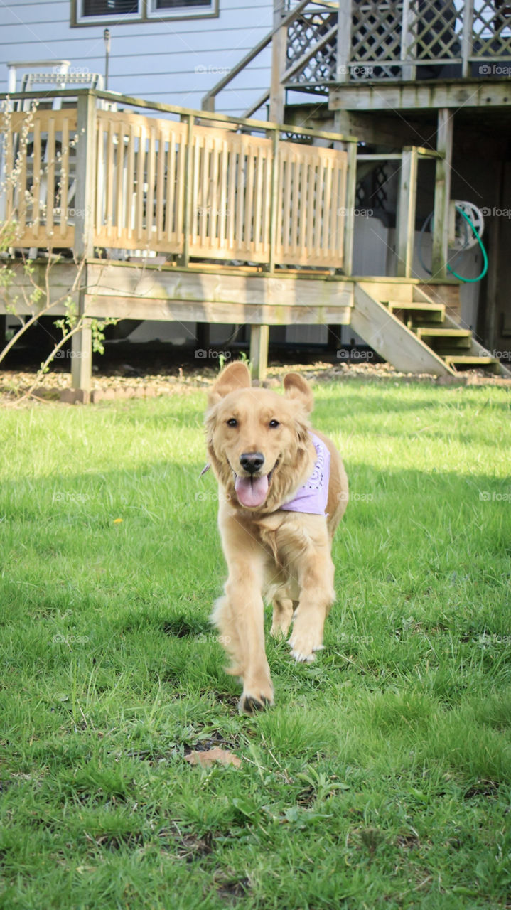 golden retriever running