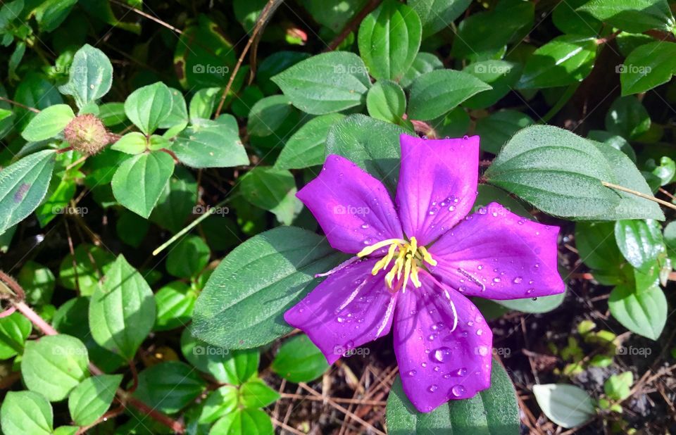 Purple bloom from a walk along the Red Road on a rainy day 