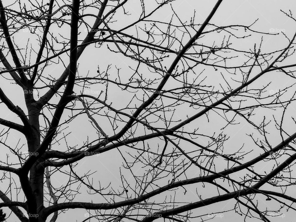 branches in the sky