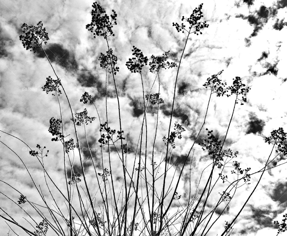 Tree branch against cloudy sky