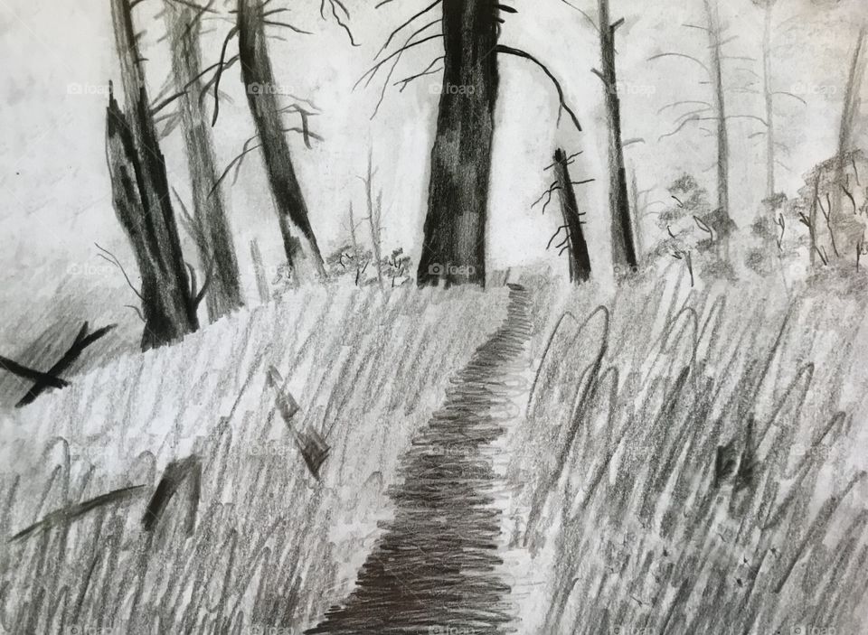 “Natural Path” hand drawn pencil forest artwork 