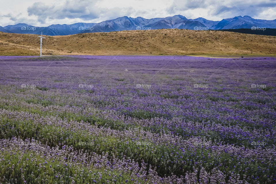 Lavender Field in the Mackenzie Basin, New Zealand 