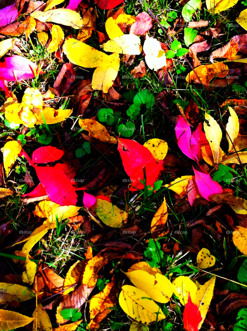 Leaf, Fall, Nature, Color, Season