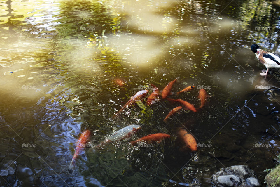 Beautiful kappa fish 