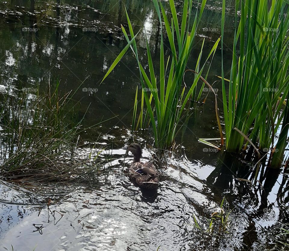 little duck swimming in the water