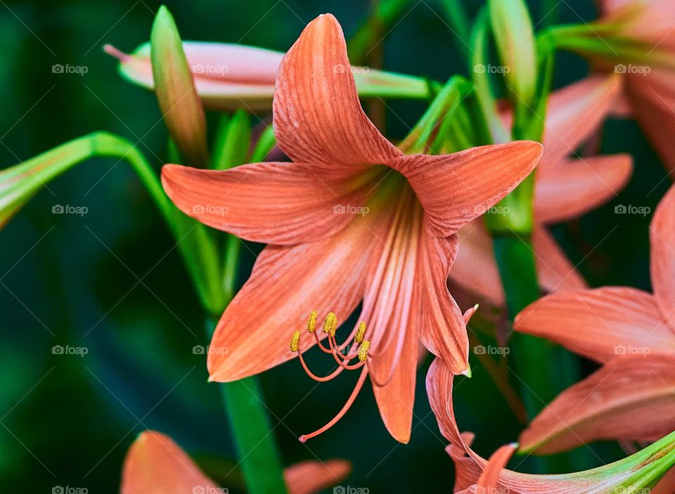 Lilly  closeup