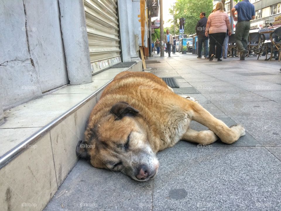 Siesta.
Took this picture in Istanbul. This dog was asleep and didn't even react when I approached. I was pretty close to his nose bug he didn't open his eyes. He might need some rest.